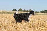 BORDER COLLIE 121